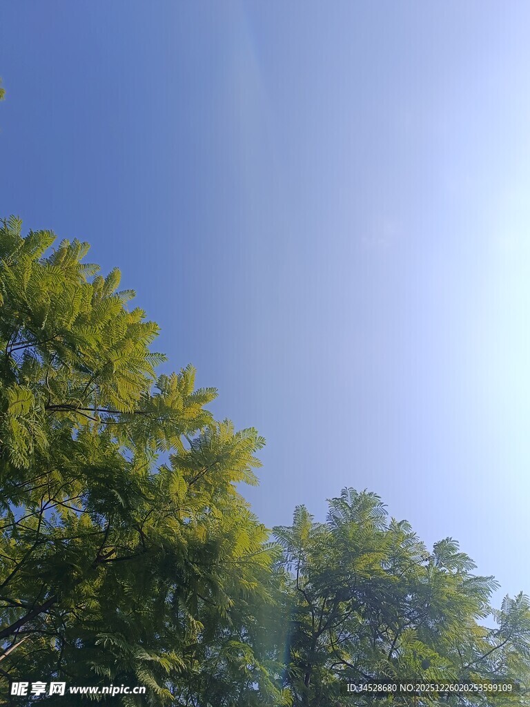 蓝天绿树的清新景致