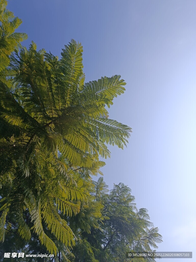 蓝天映衬下的葱郁树木