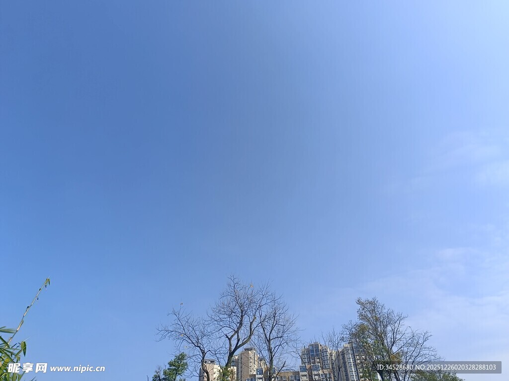 蓝天之下的树木与建筑