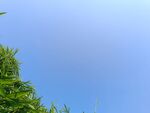蓝天映衬下的翠绿植物