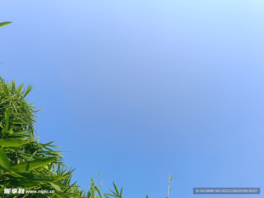 蓝天映衬下的翠绿植物