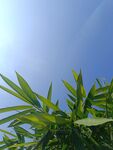 仰视翠绿竹叶与蓝天