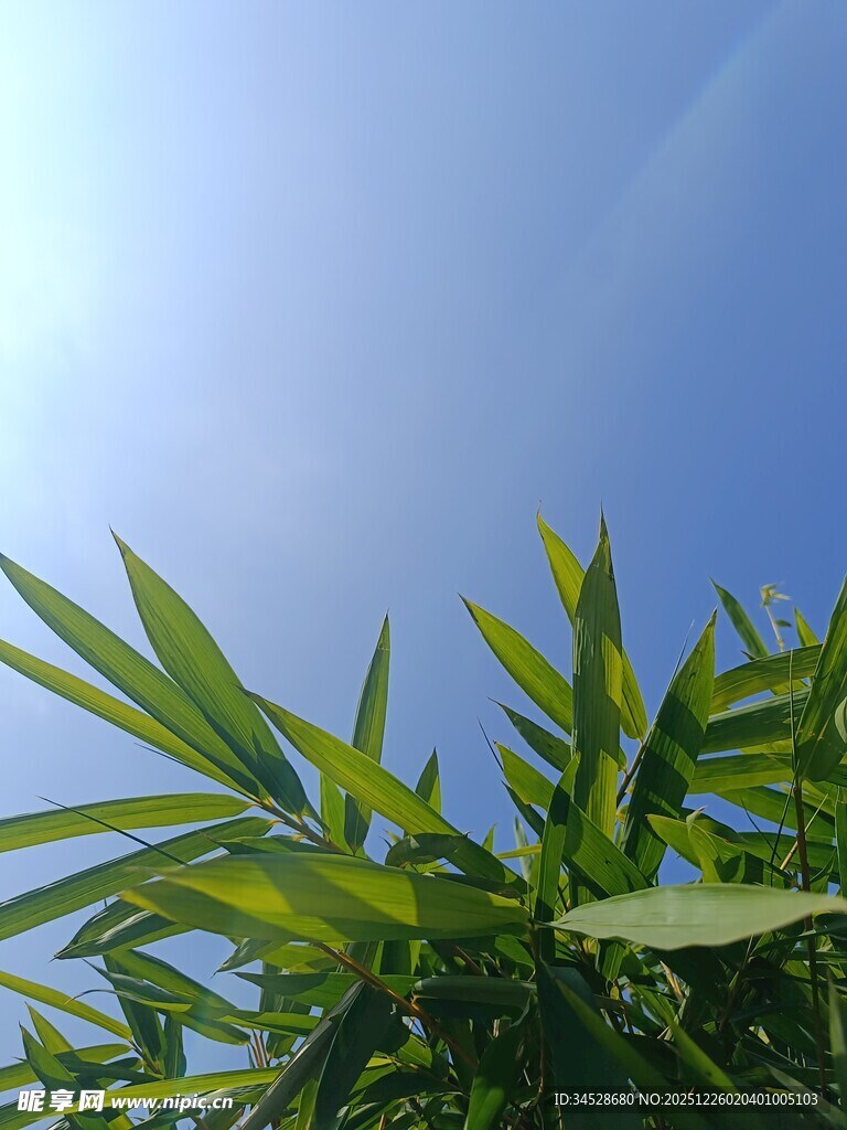 仰视翠绿竹叶与蓝天