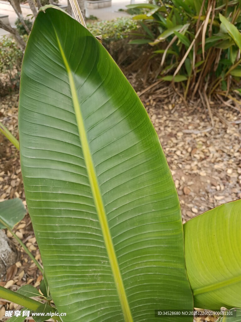 宽大翠绿的香蕉叶