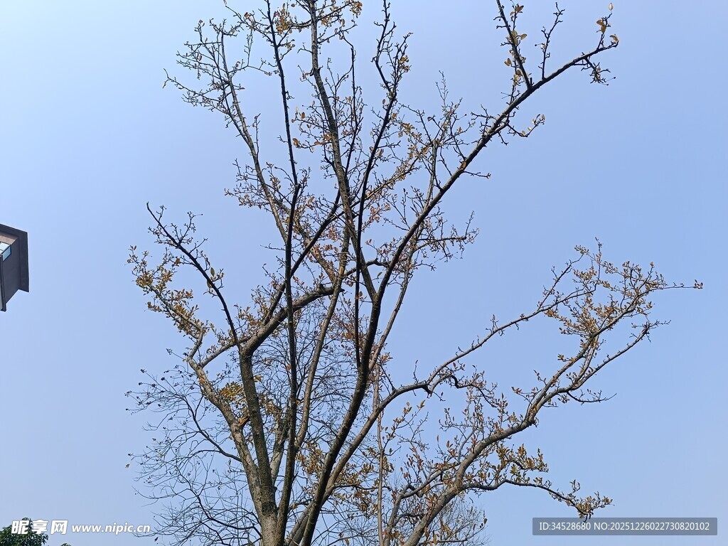 光秃树枝映蓝天