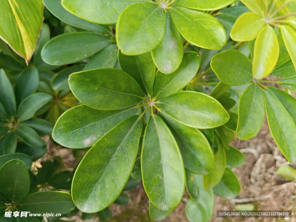 翠绿鹅掌柴叶片特写