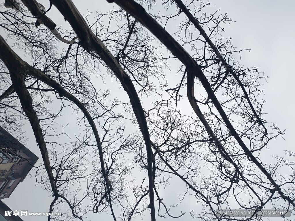 冬日枯树枝干景象