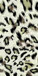 豹纹图案纹理背景