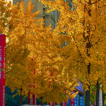 秋日街头金黄银杏景观