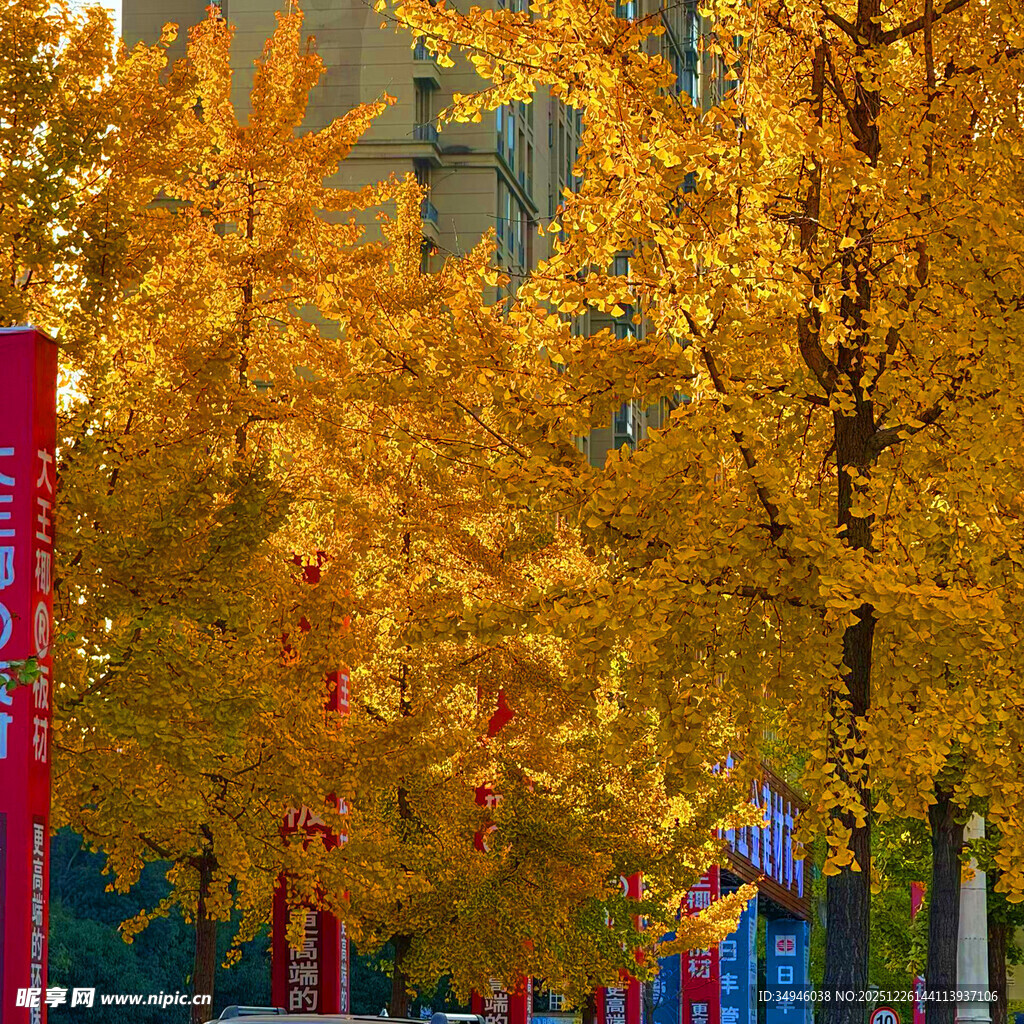 秋日街头金黄银杏景观