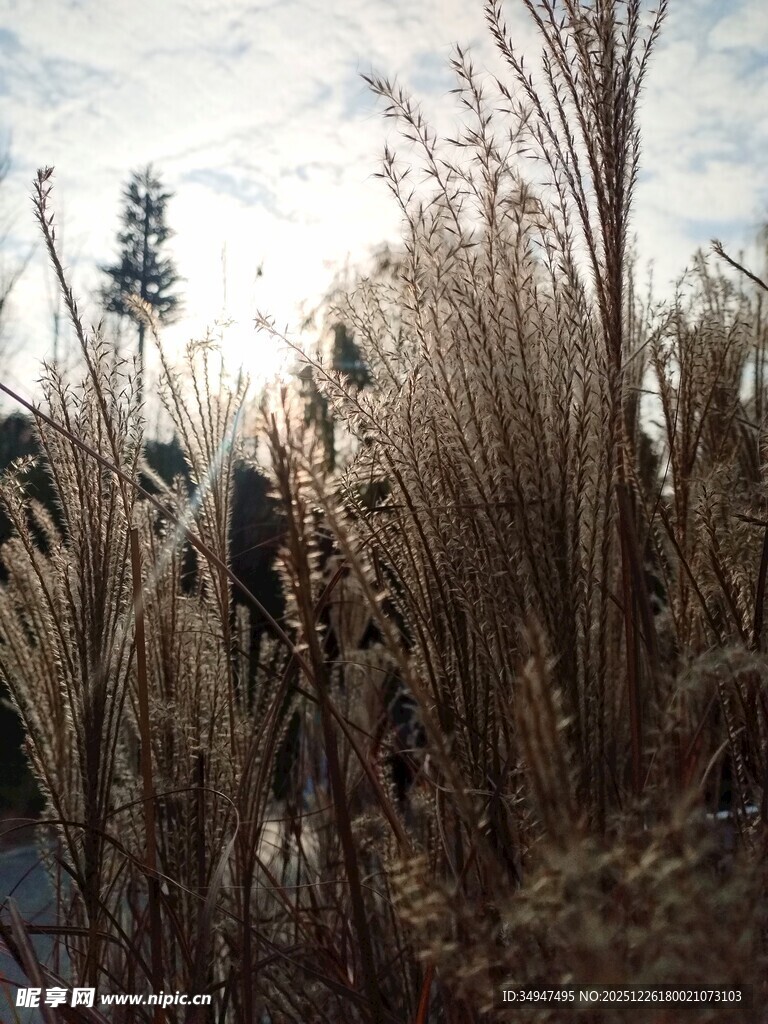 漫步芦苇丛中的惬意时刻