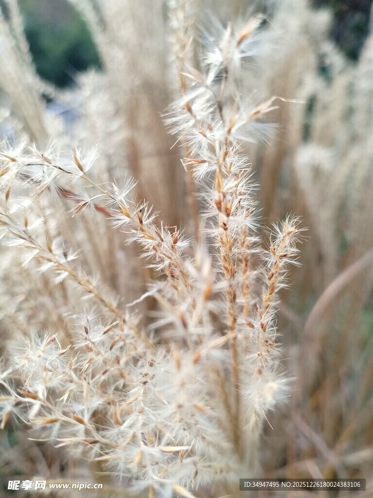 白色绒毛状植物特写