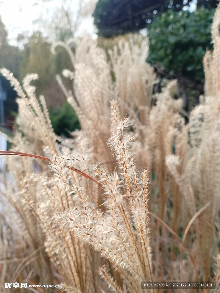 秋日金黄蒲苇景观