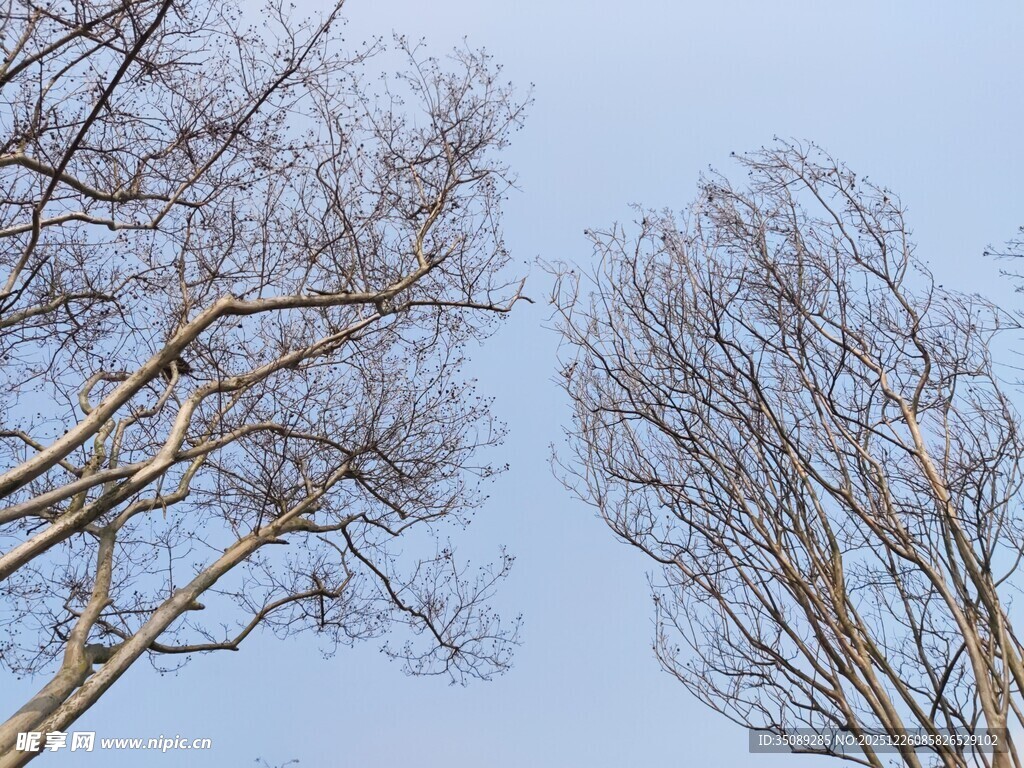 冬日枯树与蓝天