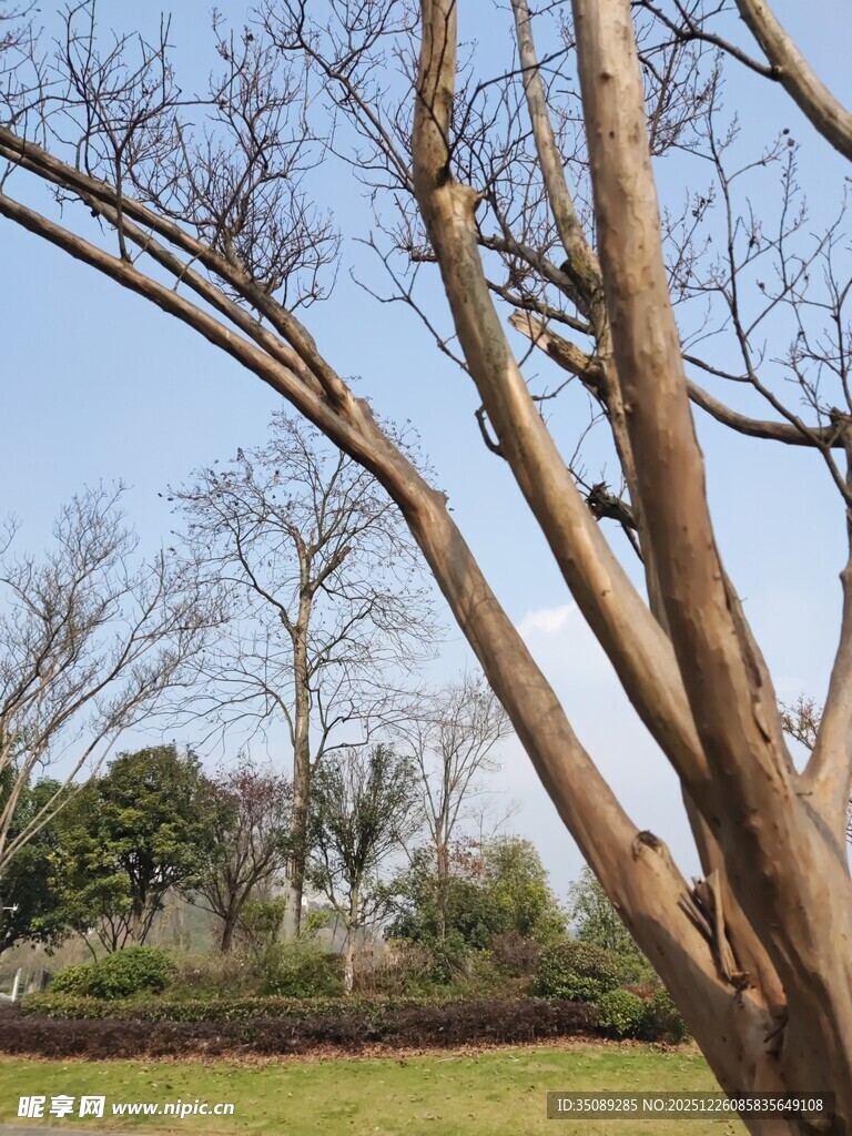 冬日光秃树枝景观