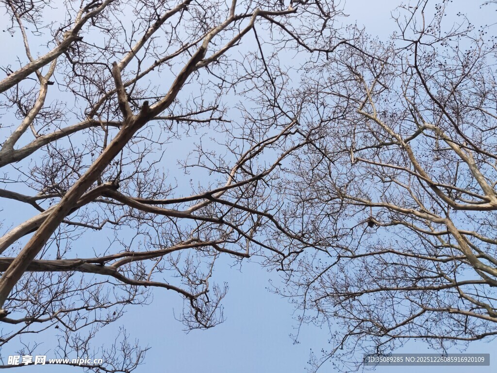 冬日光秃树枝与蓝天