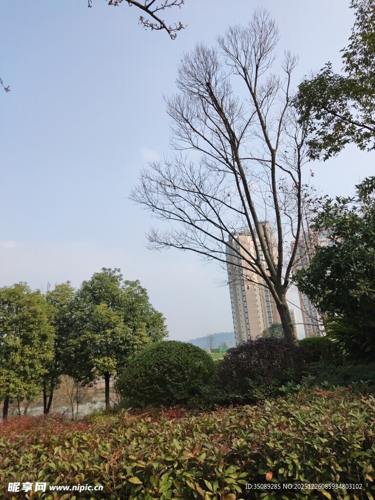 城市中萧瑟的树木与绿植