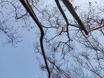 仰观树枝与蓝天