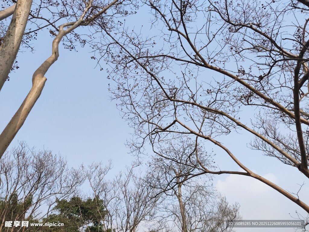仰视光秃树枝与蓝天