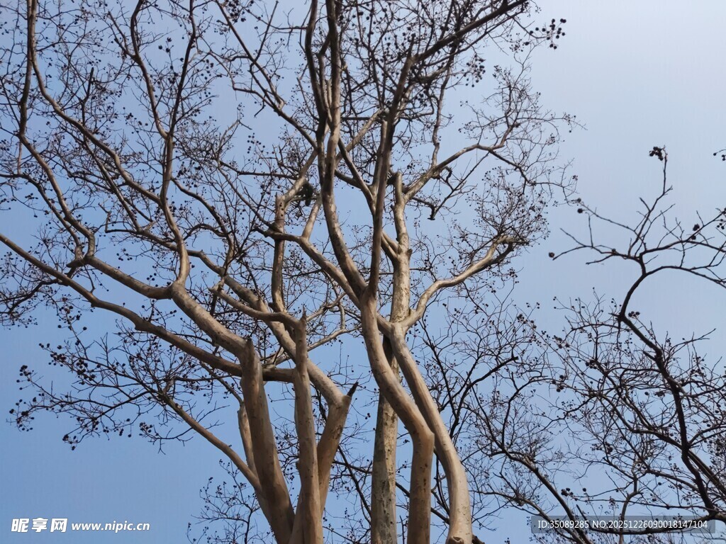 蓝天映衬下的光秃树干