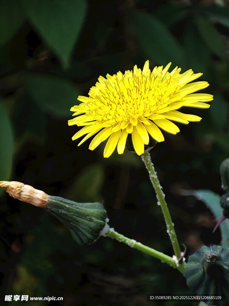 黄色蒲公英花朵特写