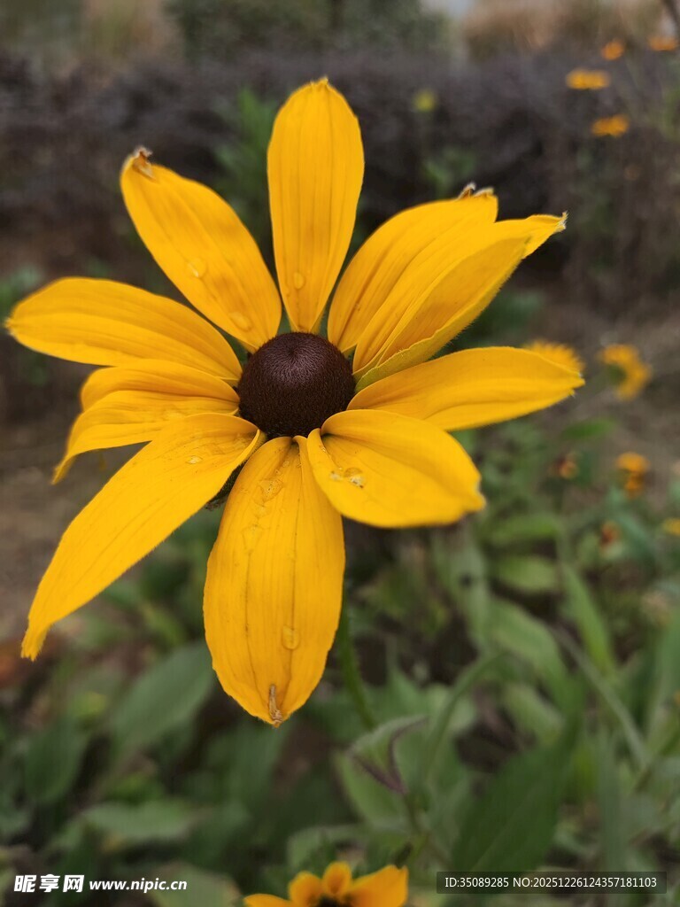 黄色黑心菊特写