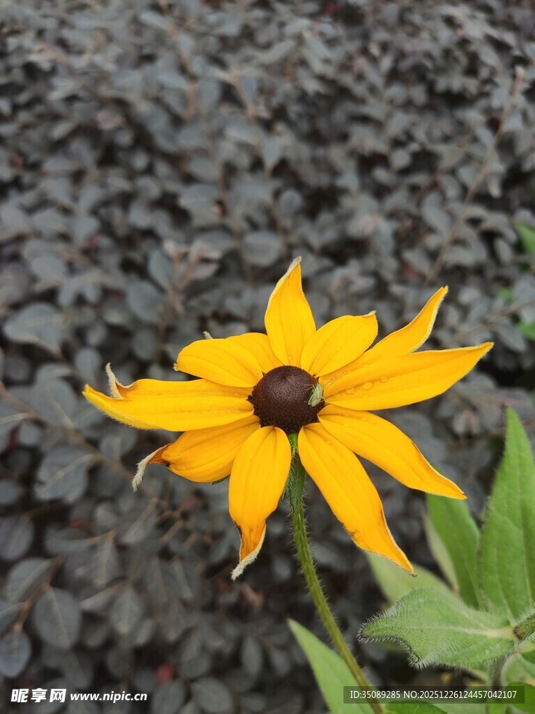 孤艳黑心菊绽于碎石间