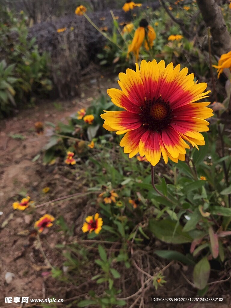 艳丽天人菊绽放于花丛