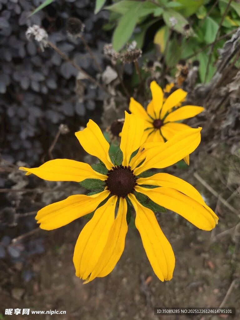 两朵明艳黄色黑心菊绽放