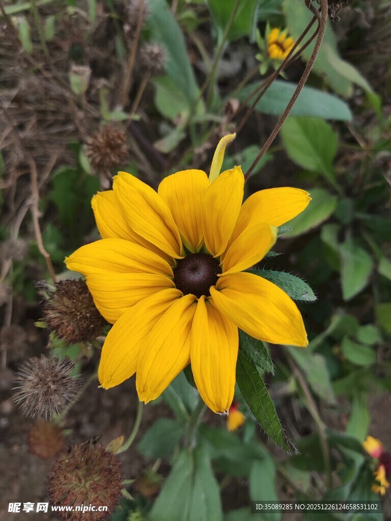 黄色单朵小花绽放