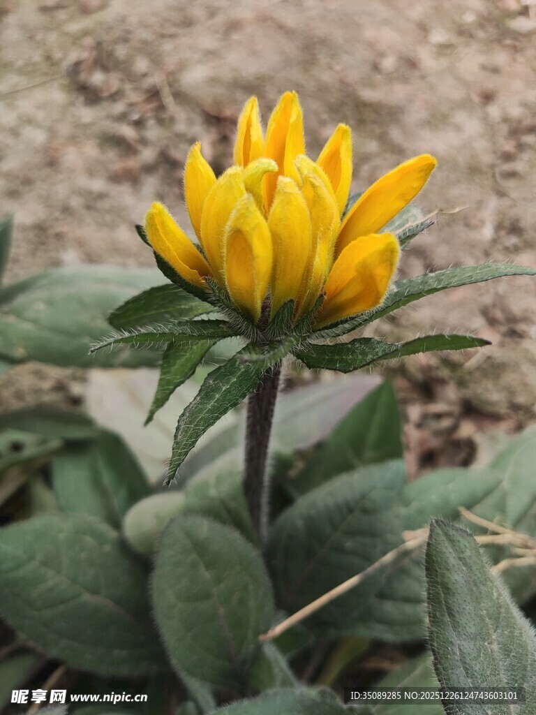 黄色绽放花朵特写