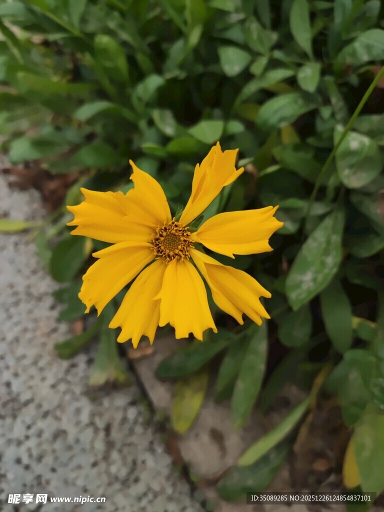 黄色小花绽放于绿叶间