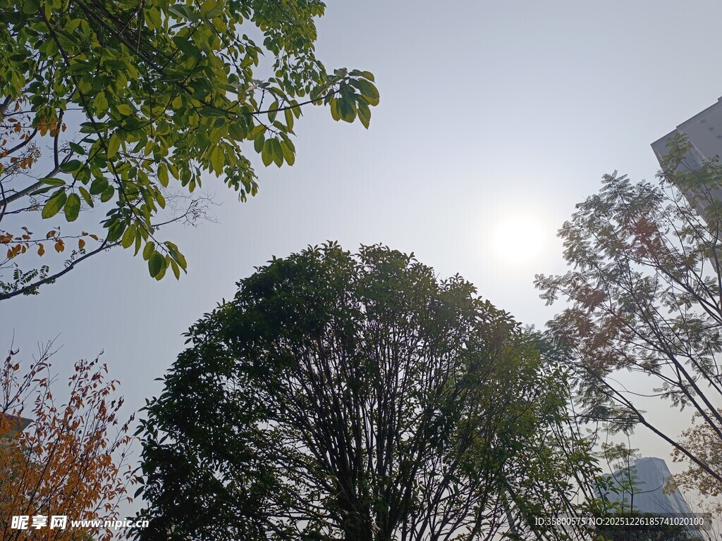 阳光下的葱郁树木