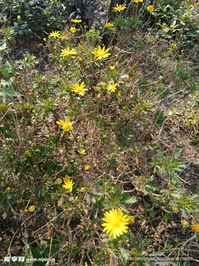 野外绽放的黄色小花