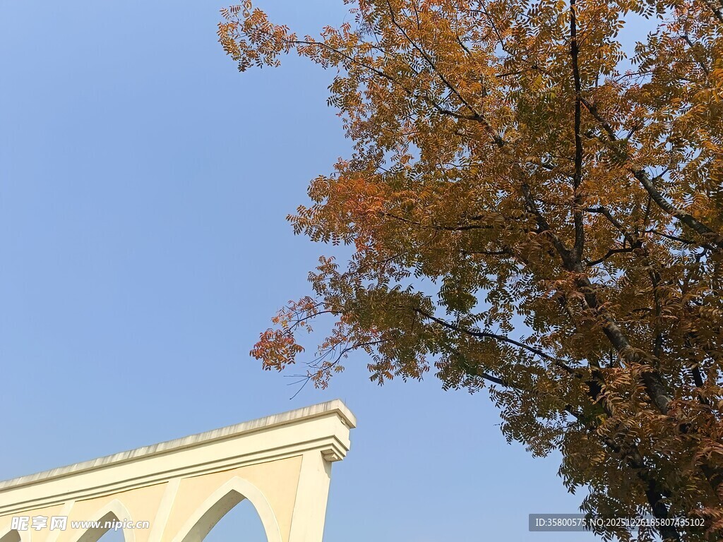 秋日拱门前的斑斓树叶