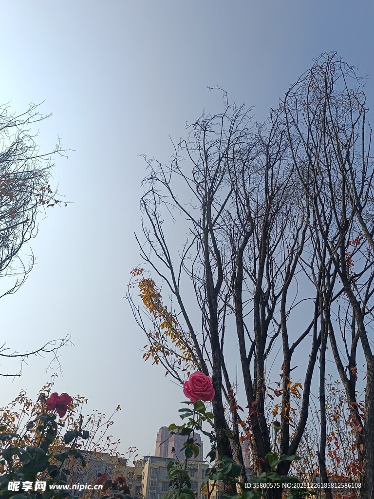 冬日枯树旁的施工景象