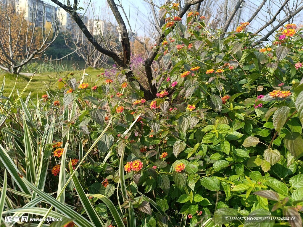 秋日园林植物景观