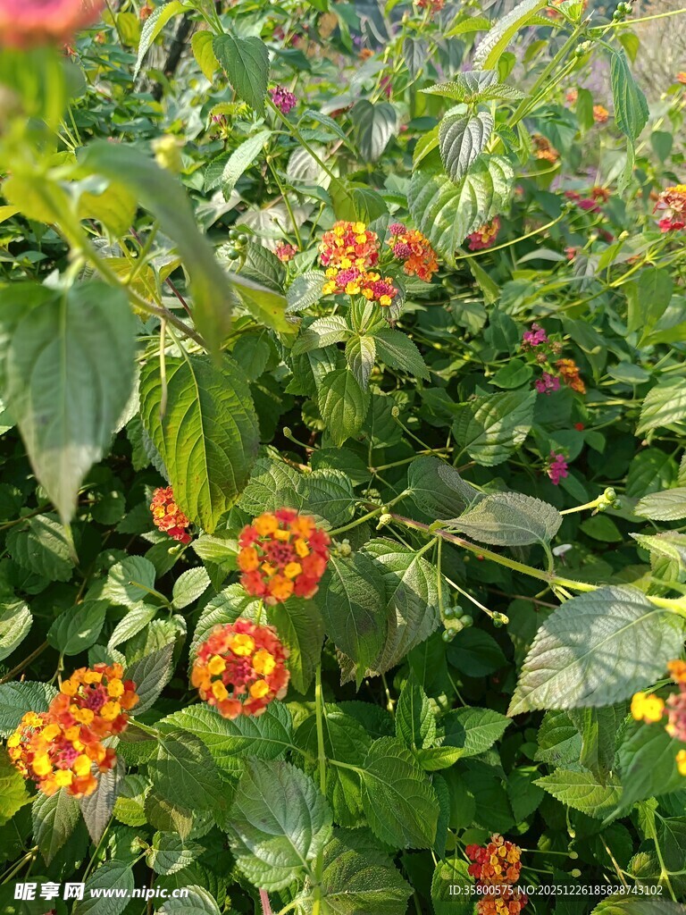 鲜艳马缨丹花丛绽放