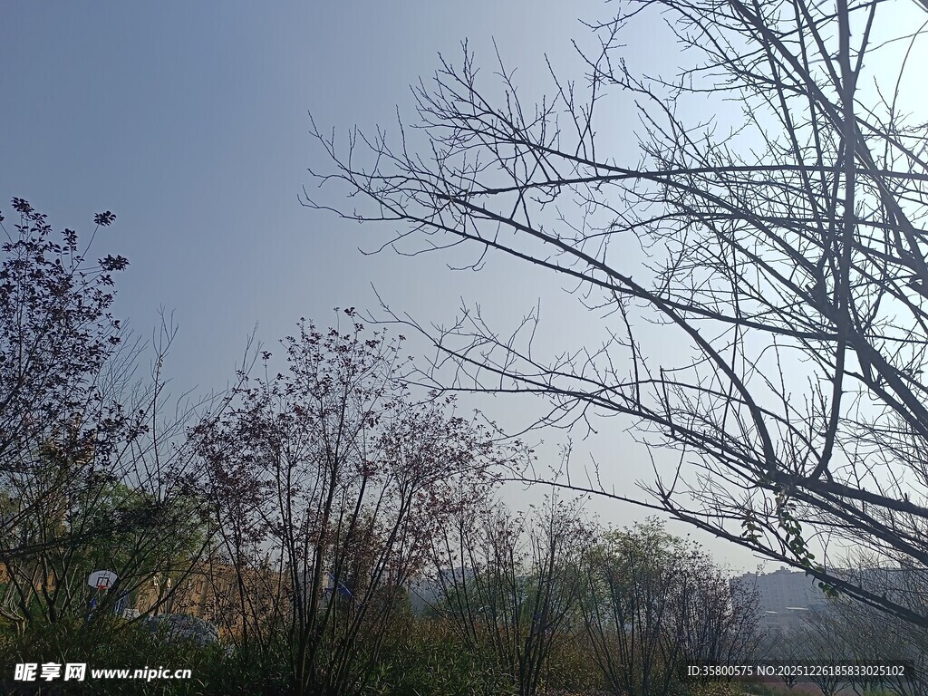 冬日萧瑟树林景象