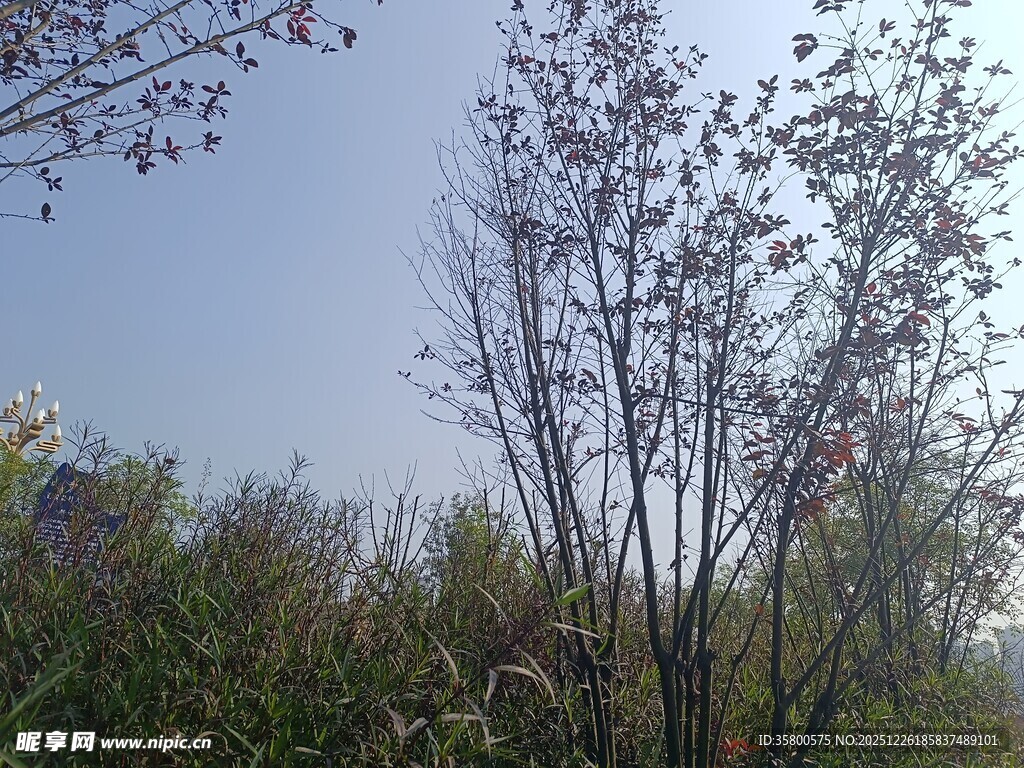 郊外树木蓝天自然景象