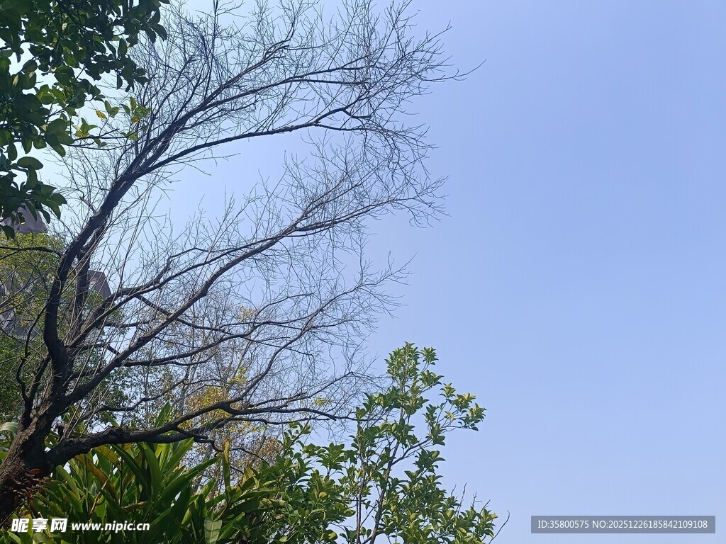 蓝天映衬下的枯树与绿叶