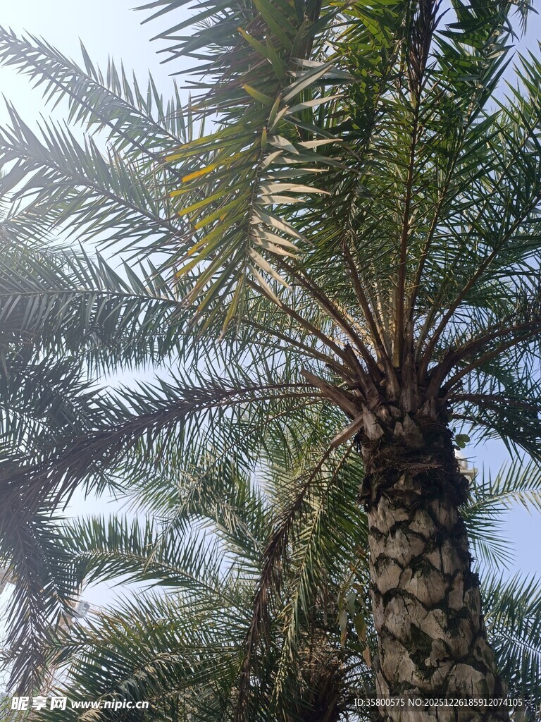 高大棕榈树 