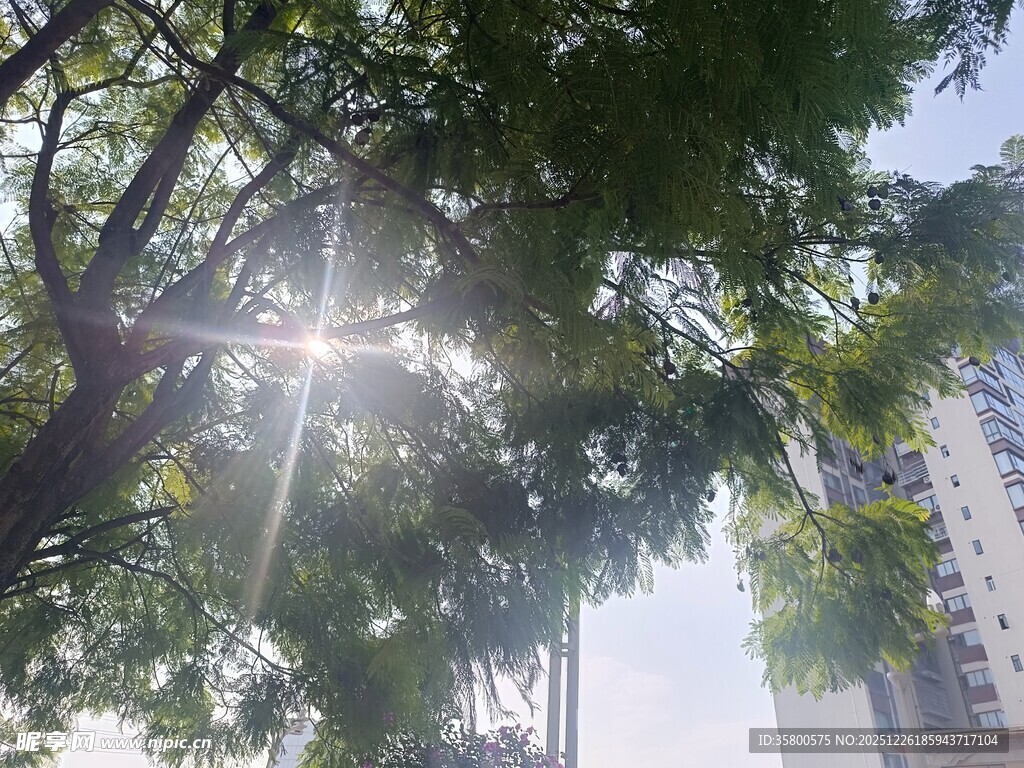 阳光透过树叶洒向高楼