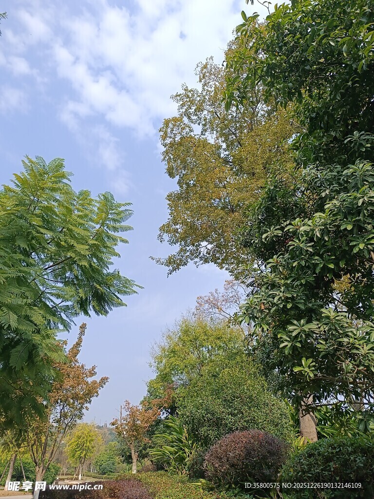 户外绿树蓝天美好景致