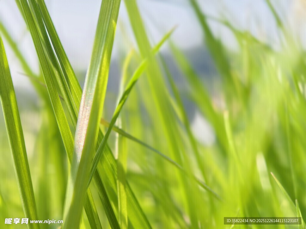 嫩绿青草展现蓬勃生机