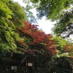 林间红枫与翠绿树木相映