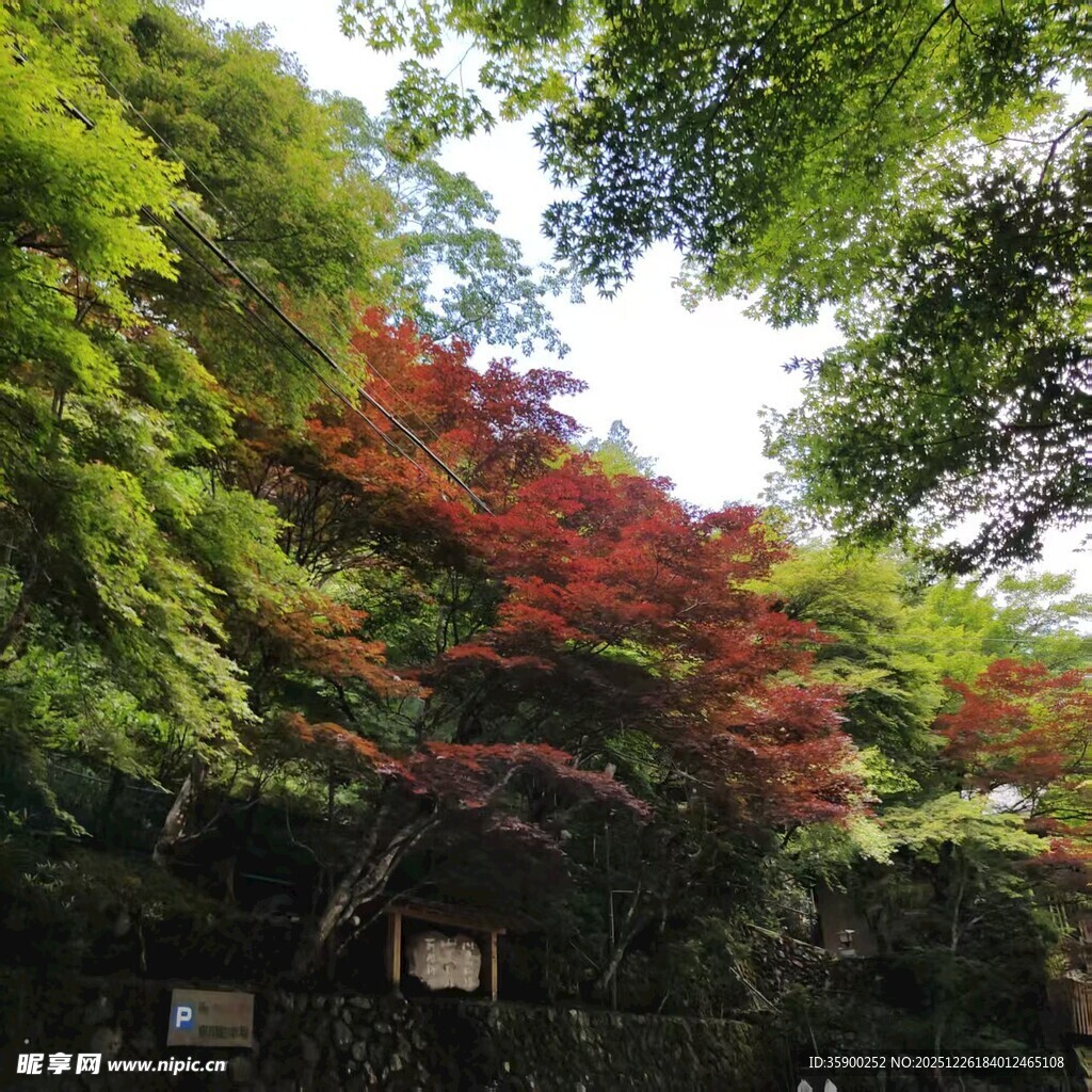 林间红枫与翠绿树木相映