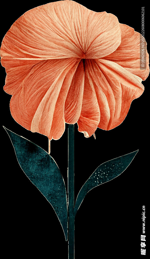 橙色褶皱花朵特写