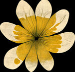 抽象黄白花朵图案