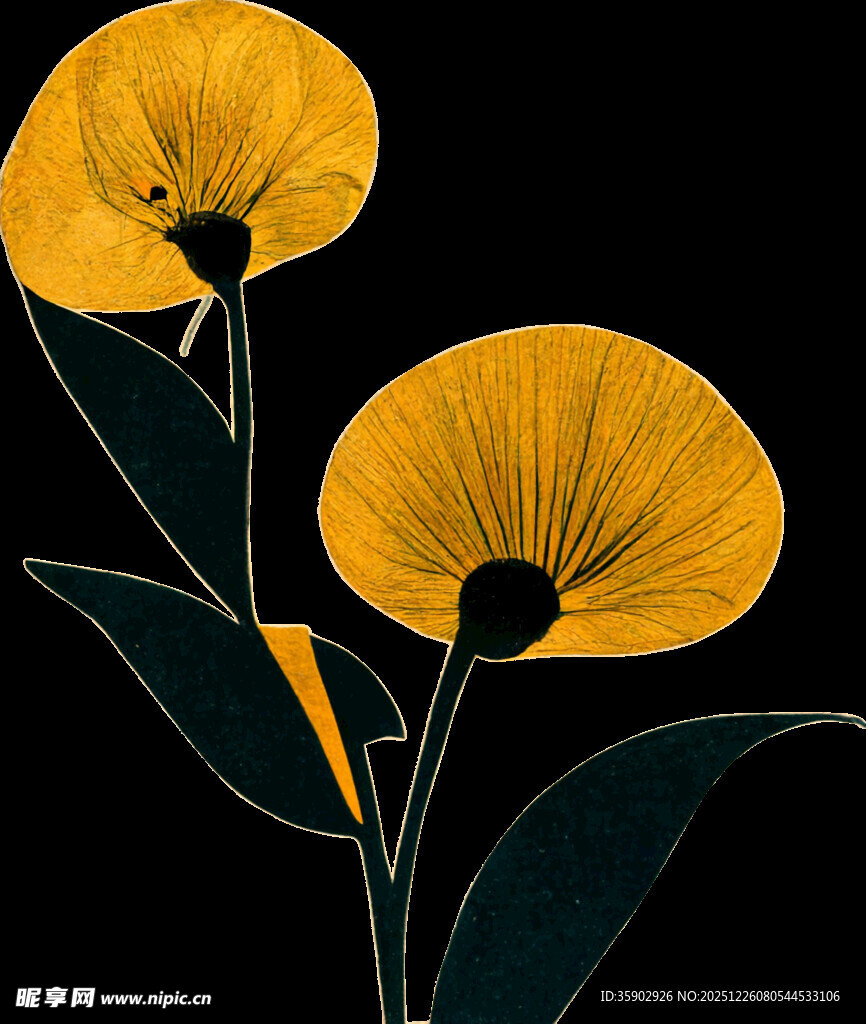 两朵黄色花朵插画